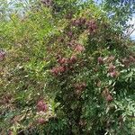 Sambucus nigra Облик