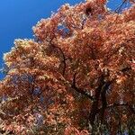 Oxydendrum arboreum 形态