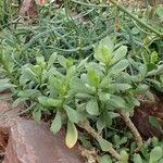 Senecio decaryi Hábito