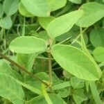 Desmodium tortuosum Yaprak