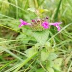 Clinopodium vulgareBlomst