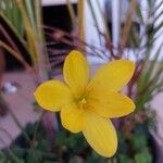 Zephyranthes citrina Folla