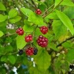 Rubus fruticosus Frucht