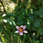 Sisyrinchium rosulatum Цветок