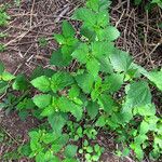 Croton hirtus Habit