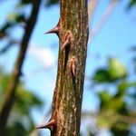 Zanthoxylum rhoifolium Rhisgl