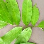 Hylodendron gabunense Hoja