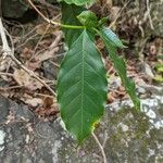 Coffea arabica Leaf