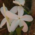 Atractocarpus sessilifolius 花