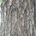 Liquidambar formosana Bark