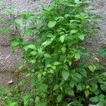 Solanum melongena عادت داشتن