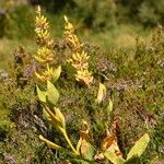 Gentiana luteaVekstform