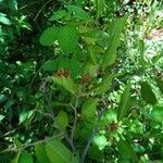 Dombeya subviscosa Hábito