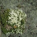 Saxifraga muscoides Fula
