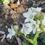 Campanula lactiflora फूल