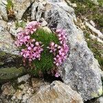 Saponaria pumila Flower