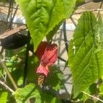 Abutilon megapotamicumFlower