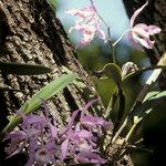 Cattleya maxima Virág