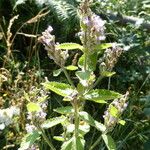 Nepeta nuda Flower