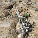 Pachypodium rosulatum Blatt