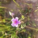 Erodium botrys Λουλούδι