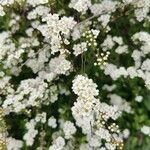 Spiraea × vanhoutteiFlor