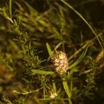 Polygala cruciata Bloem