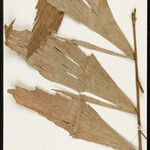 Iriartella setigera Leaf