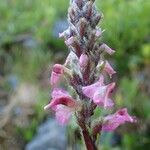 Pedicularis rostratospicata 形态