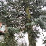 Abies concolor Feuille