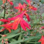 Crocosmia × crocosmiiflora花