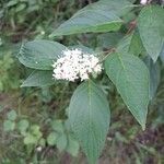 Cornus sericeaFlor