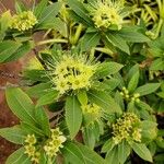 Xanthostemon pubescens Flor