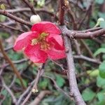 Chaenomeles speciosaKwiat