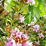Rhododendron pubescens Hábito