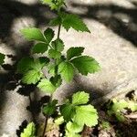 Geum urbanumFoglia