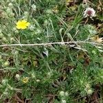 Potentilla pedata Hoja