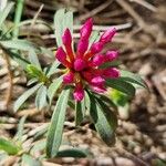 Daphne striata Blomst