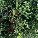 Juniperus phoenicea 果