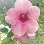Allamanda blanchetii Flor