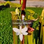 Calopogon tuberosus Flor