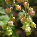 Ribes griffithii