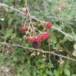 Rubus gratus ഫലം