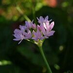 Allium unifolium 整株植物