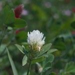 Trifolium alexandrinum Virág