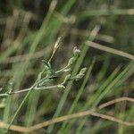 Onobrychis caput-galli Fula