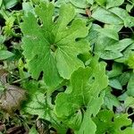 Sanguinaria canadensis ഇല