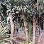 Yucca aloifolia Агульны выгляд