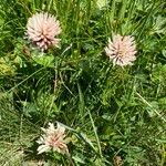 Trifolium pallescens 花