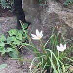 Zephyranthes candida Floare